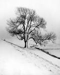 848098 Gezicht over een winters polderlandschap, met een aan een zijde besneeuwde boom, op een onbekende locatie in ...